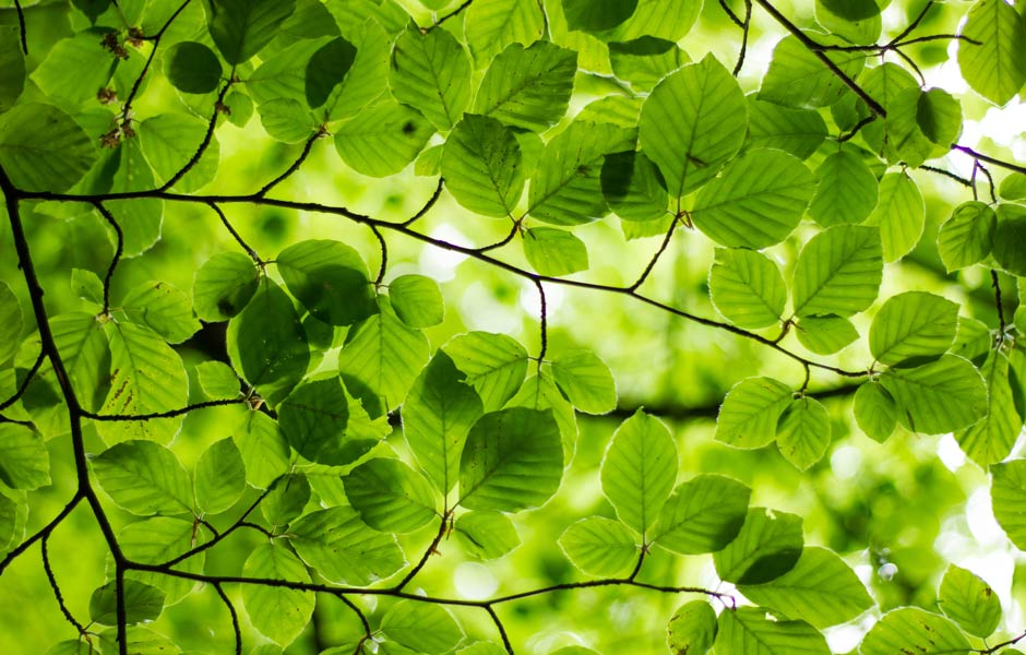 Be green – be true! Wie interne Nachhaltigkeitskommunikation gelingt